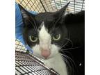 Adopt Chaos a Domestic Shorthair / Mixed cat in Spokane Valley, WA (41454314)