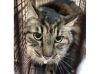 Adopt Max a Domestic Longhair / Mixed (long coat) cat in Spokane Valley