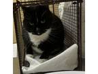 Adopt Flava a Domestic Shorthair / Mixed cat in Spokane Valley, WA (41454313)