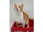 Adopt Levi a Orange or Red Domestic Shorthair / Domestic Shorthair / Mixed cat