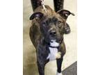 Adopt Maggie (HW +)treat 5/21-5/22 a Brindle American Pit Bull Terrier / Mixed