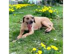Adopt Rebecca a Tan/Yellow/Fawn Black Mouth Cur / Mixed dog in Kenedy
