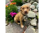 Adopt Pluto a Tan/Yellow/Fawn American Pit Bull Terrier / Mixed Breed (Medium) /
