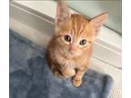 Adopt Luchador a Orange or Red Domestic Shorthair / Domestic Shorthair / Mixed