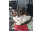 Adopt Molly a Brown Tabby American Shorthair / Mixed (short coat) cat in