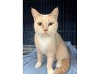 Adopt Ali a Cream or Ivory Domestic Shorthair / Domestic Shorthair / Mixed cat