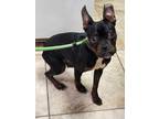 Adopt Owain a Black Mixed Breed (Small) / Mixed dog in Cincinnati, OH (41454226)