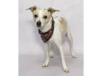 Adopt Stella a White Greyhound / Mixed dog in Salina, KS (41454223)