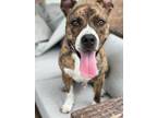 Adopt Charming Ark Cute Cuddler a Pit Bull Terrier, American Staffordshire