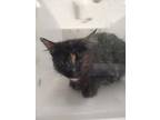 Adopt Galaxy a All Black Domestic Shorthair / Domestic Shorthair / Mixed cat in