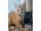 Adopt Paddy a Orange or Red Domestic Shorthair / Domestic Shorthair / Mixed cat