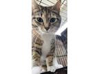 Adopt Cardi a Brown or Chocolate Domestic Shorthair / Domestic Shorthair / Mixed