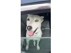 Adopt Kota a Gray/Silver/Salt & Pepper - with White Husky / German Shepherd Dog