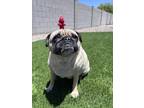 Adopt Goldie a Tan/Yellow/Fawn Pug / Mixed dog in Surprise, AZ (41454286)