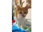 Adopt Rain a Orange or Red Domestic Shorthair / Domestic Shorthair / Mixed cat