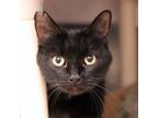 Adopt Choppy a All Black Domestic Shorthair / Domestic Shorthair / Mixed cat in