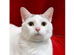 Adopt Nube' a White Domestic Shorthair / Domestic Shorthair / Mixed cat in