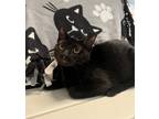 Adopt Lulu a All Black Domestic Shorthair / Domestic Shorthair / Mixed cat in