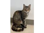 Adopt Furby a Brown Tabby Domestic Shorthair / Mixed Breed (Medium) / Mixed