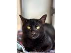Adopt Panther a All Black Domestic Shorthair / Domestic Shorthair / Mixed (short