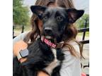 Adopt Ranger a Wirehaired Terrier