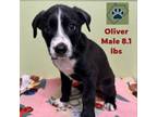 Adopt Dixie's Pup-Oliver a Curly-Coated Retriever