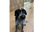 Adopt Punkin a Gray/Blue/Silver/Salt & Pepper Terrier (Unknown Type