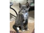 Adopt Gus a Gray or Blue Domestic Shorthair / Domestic Shorthair / Mixed cat in