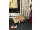 Adopt 55912790 a Orange or Red Domestic Shorthair / Domestic Shorthair / Mixed