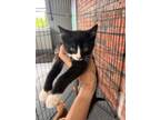 Adopt Tuck a Domestic Short Hair