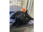 Adopt Midnight a All Black Domestic Shorthair / Domestic Shorthair / Mixed cat
