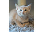 Adopt Shamrock a Tan or Fawn Domestic Shorthair / Domestic Shorthair / Mixed cat