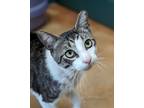 Adopt Seymour a Gray or Blue Domestic Shorthair / Domestic Shorthair / Mixed cat