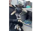 Adopt Munster a Black Husky / Mixed dog in Fresno, CA (41454201)