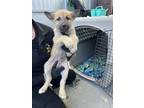 Adopt Wolfie a Tan/Yellow/Fawn Husky / Mixed dog in Fresno, CA (41454200)