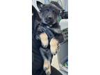 Adopt Boogey a Black Husky / Mixed dog in Fresno, CA (41454198)