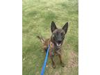 Adopt Londyn a Brown/Chocolate Dutch Shepherd / Mixed dog in Baton Rouge