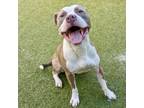 Adopt Lake a American Staffordshire Terrier