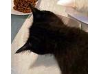 Adopt Lil Dicky - IN FOSTER a All Black Domestic Shorthair / Domestic Shorthair