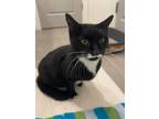 Adopt Tux - IN FOSTER a All Black Domestic Shorthair / Domestic Shorthair /