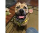 Adopt BaBa a Pit Bull Terrier