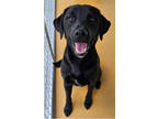 Adopt Finn a Black Mixed Breed (Large) / Mixed dog in Sanford, FL (41454191)