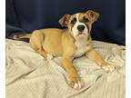 Adopt Peter a Tan/Yellow/Fawn Mixed Breed (Medium) / Mixed dog in Houston