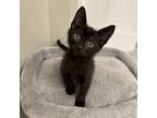 Adopt Gram a Domestic Short Hair