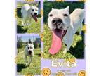 Adopt Evita a White Carolina Dog / Mixed Breed (Medium) / Mixed (short coat) dog