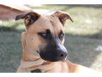 Adopt Tanner a Tan/Yellow/Fawn Shepherd (Unknown Type) / Mixed dog in Divide