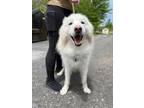 Adopt SPIRIT a White Husky / Mixed dog in South Abington Township, PA (41454117)