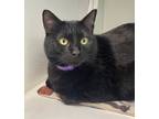 Adopt Franie a All Black Domestic Shorthair / Domestic Shorthair / Mixed cat in