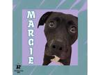 Adopt Margie a Black Mixed Breed (Small) / Mixed Breed (Medium) / Mixed (short