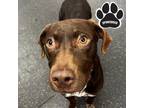 Adopt Mabel a Brindle Pointer / Labrador Retriever / Mixed (short coat) dog in